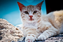 DDOS在线压力测试